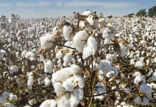 7286Global cotton crisis: Floods in Pakistan could damage 45 percent of country’s cotton