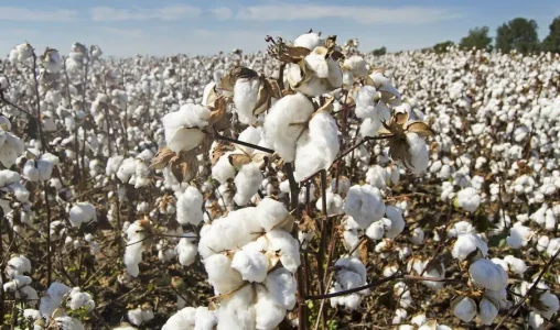 Global cotton crisis: Floods in Pakistan could damage 45 percent of country’s cotton