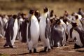 Cute penguins becoming a reason for increased Global Warming