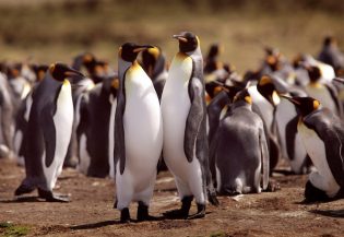 7308Cute penguins becoming a reason for increased Global Warming