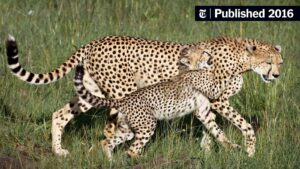 cheetah extinct